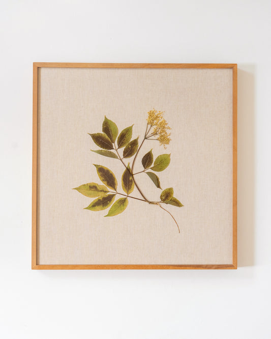 Elder on Linen