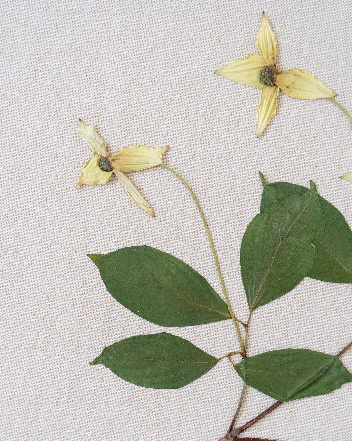 Cornus on Linen