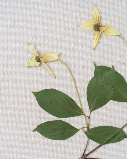 Cornus on Linen