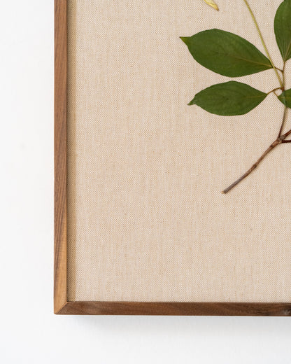 Cornus on Linen