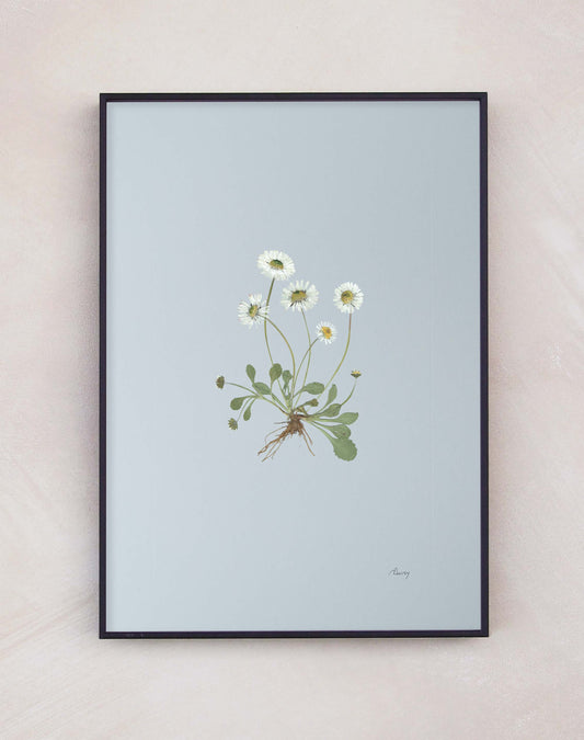 Daisy
