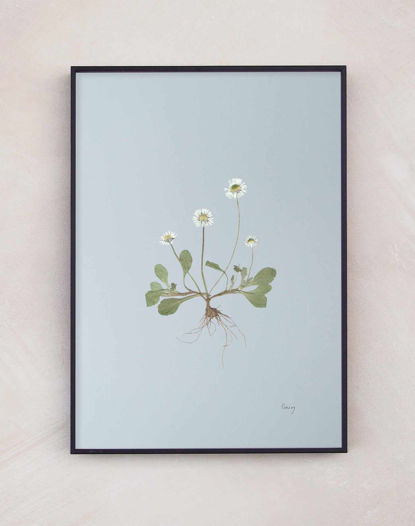 Daisy
