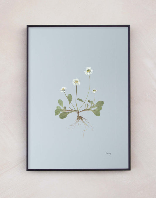 Daisy