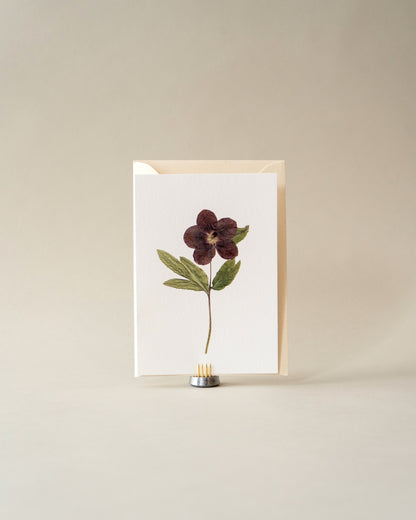 Card - December Hellebore