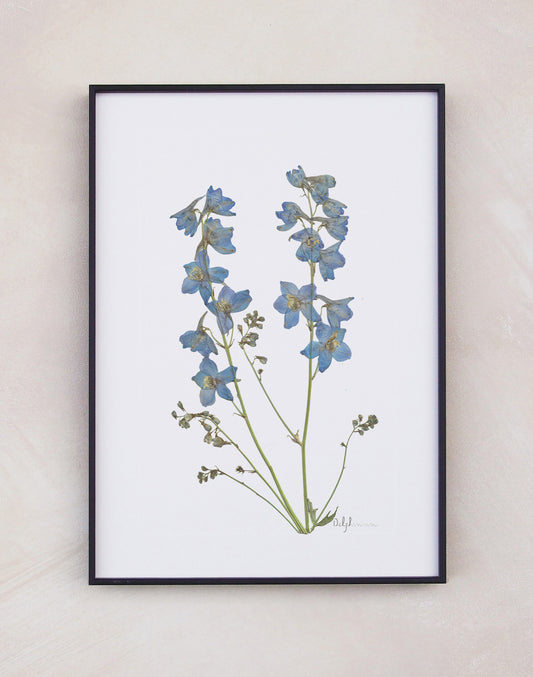 Delphinium