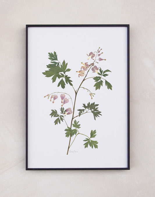 Dicentra