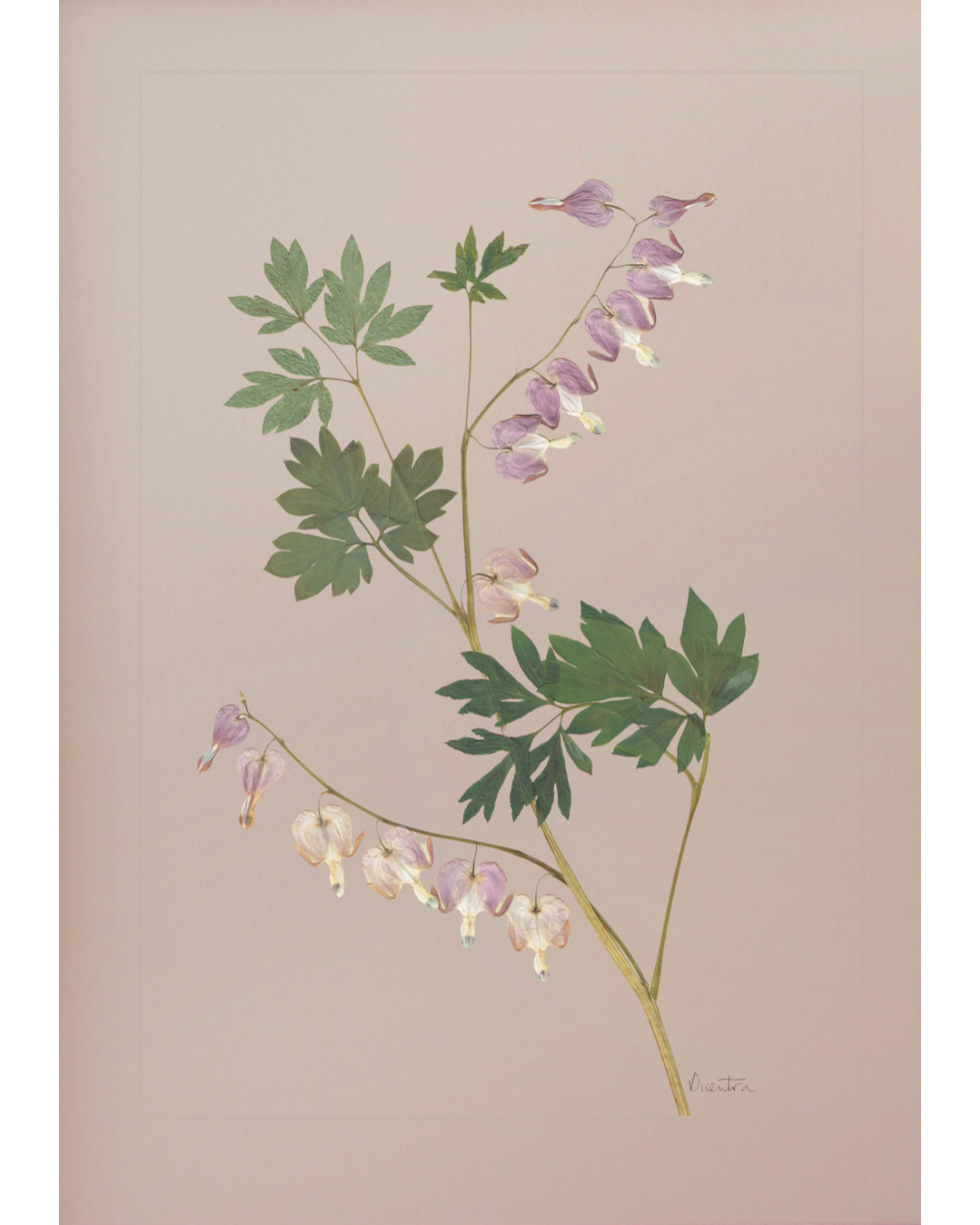 Dicentra