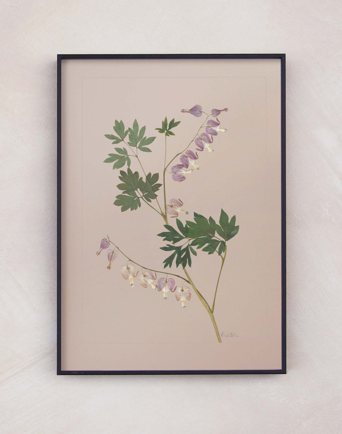 Dicentra