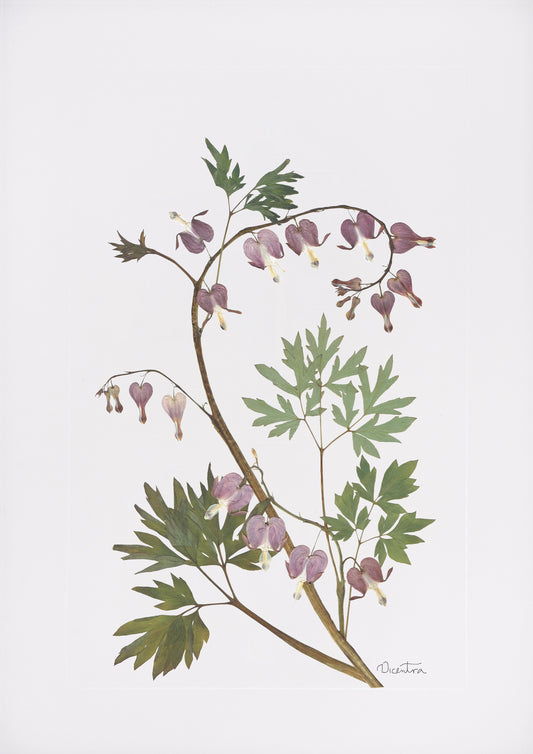 Dicentra Print