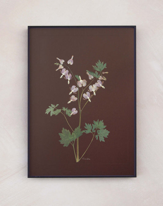 Dicentra