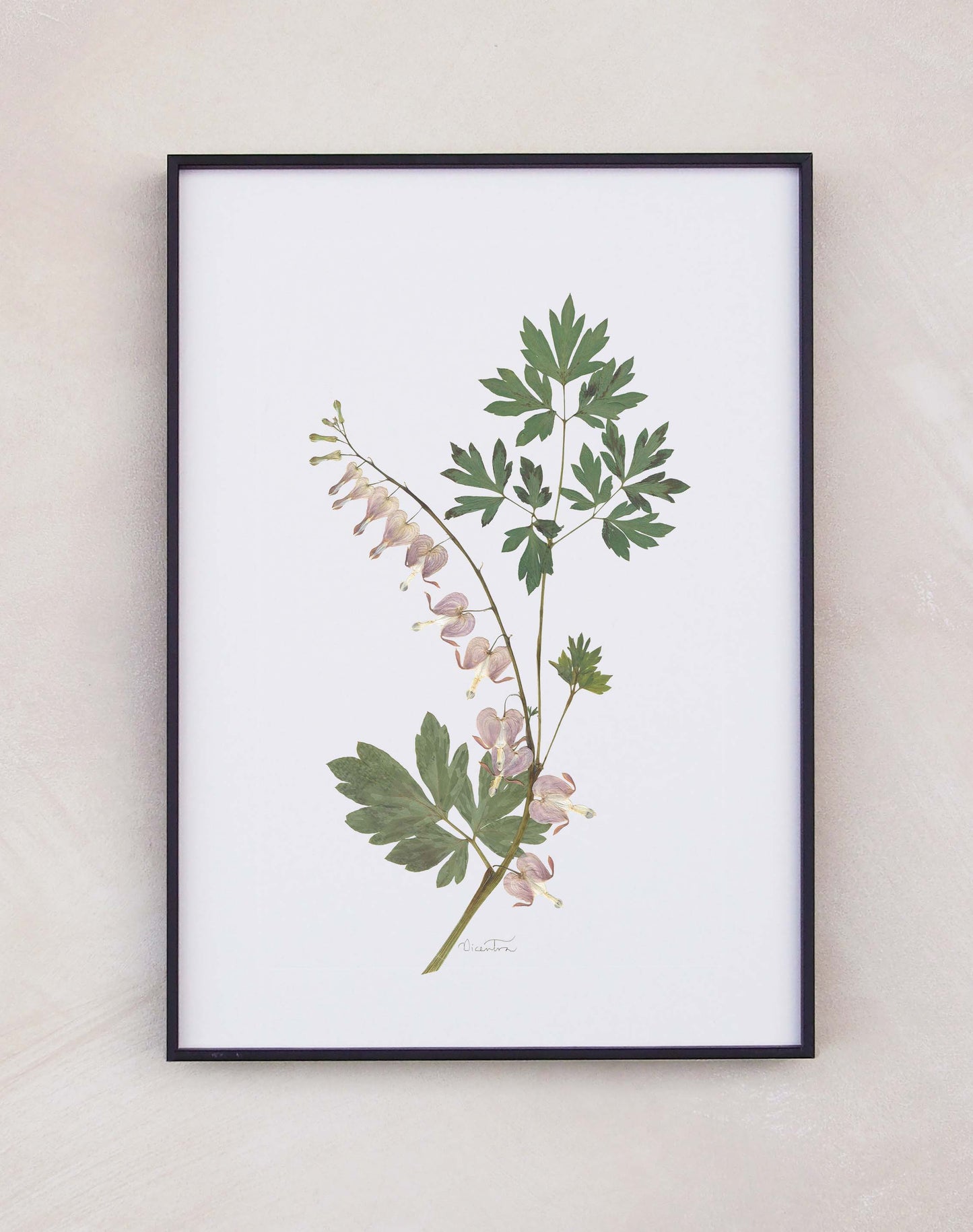 Dicentra