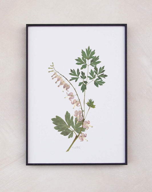 Dicentra