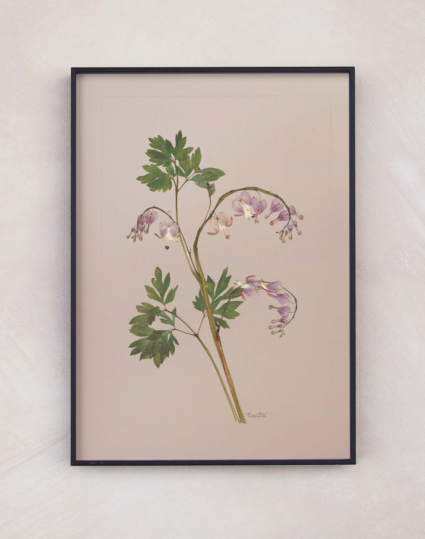 Dicentra