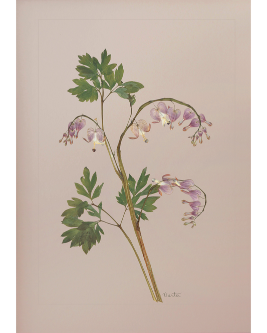Dicentra