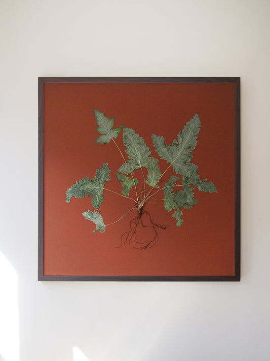 Blue Star Fern