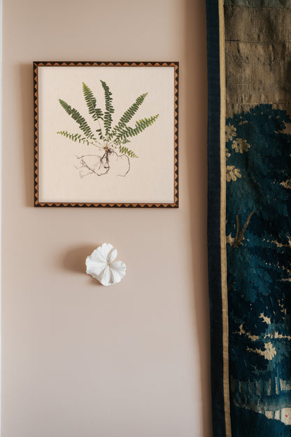Sword Fern