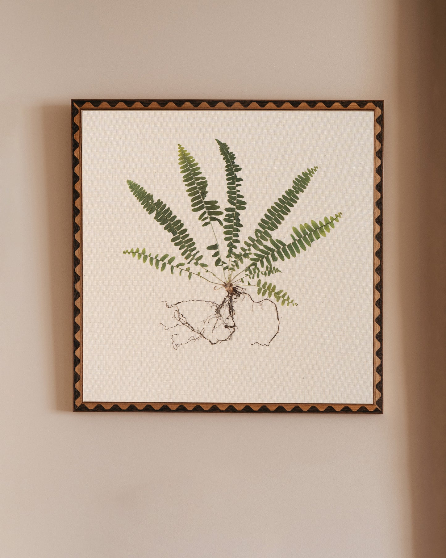 Sword Fern