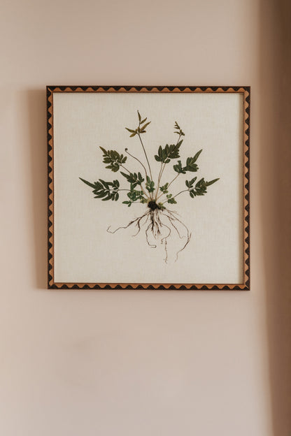 Brake Fern on Linen Paper