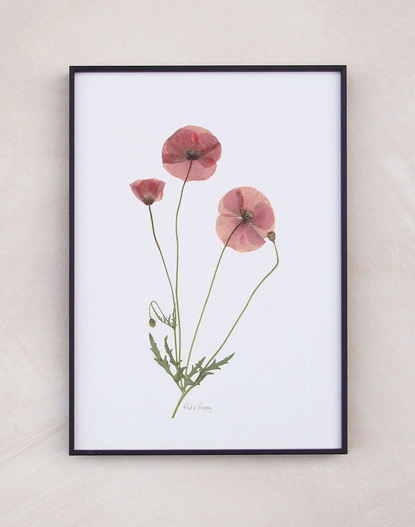 Field Poppy