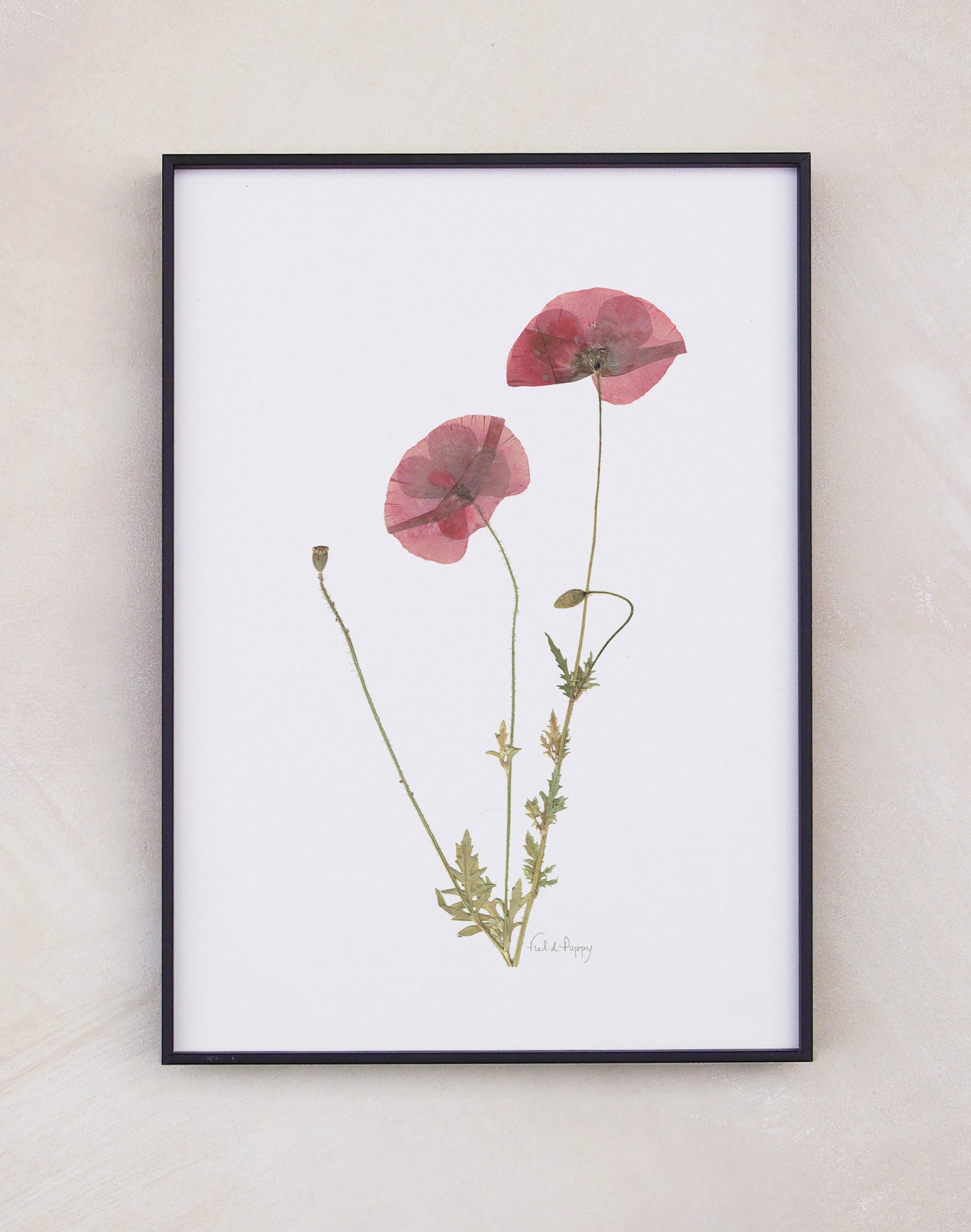 Field Poppy