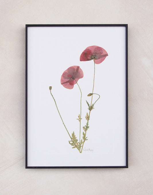 Field Poppy