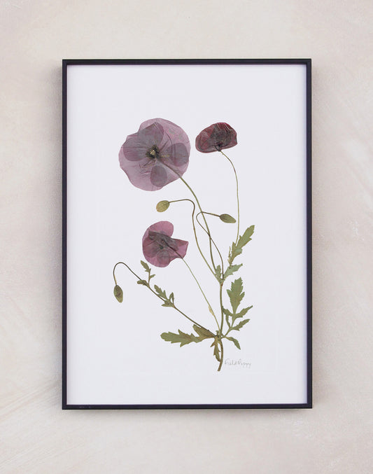 Field Poppy