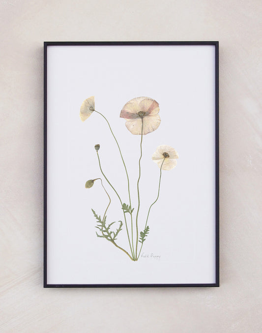 Field Poppy