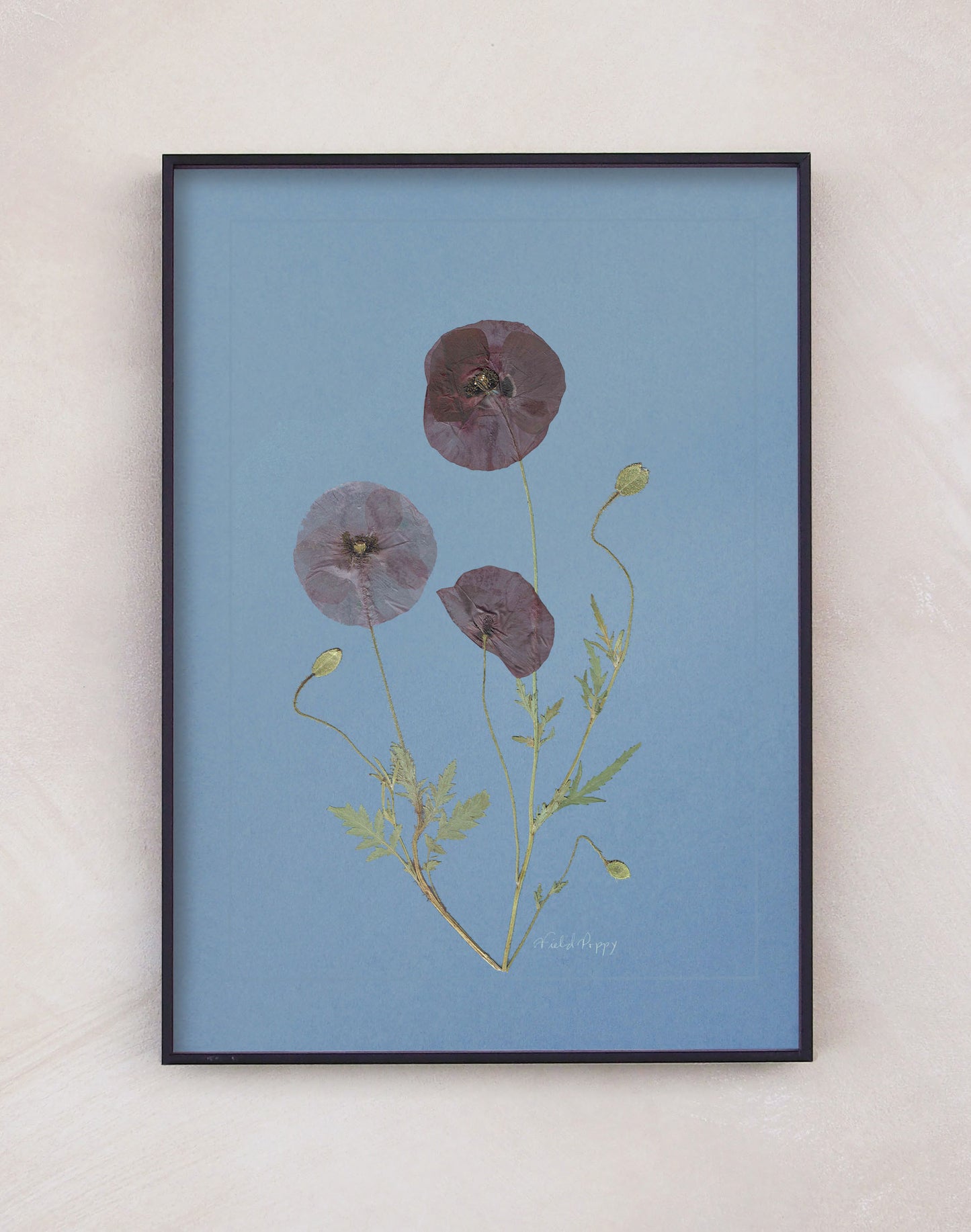 Field Poppy