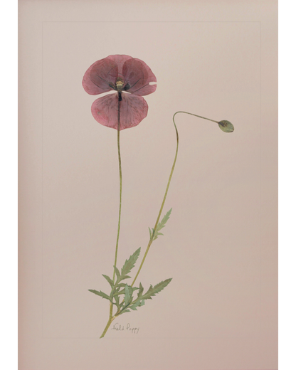 Field Poppy