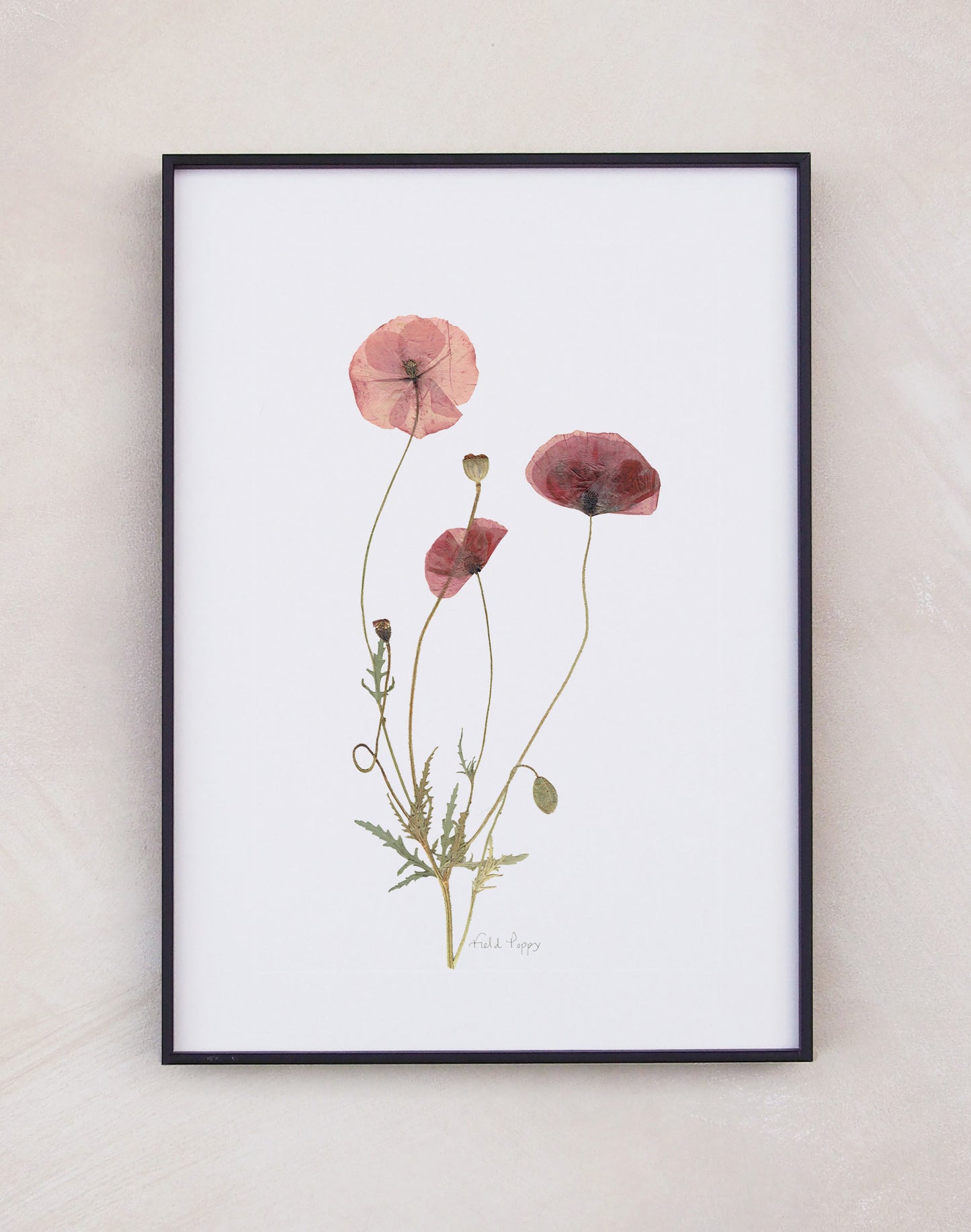 Field Poppy