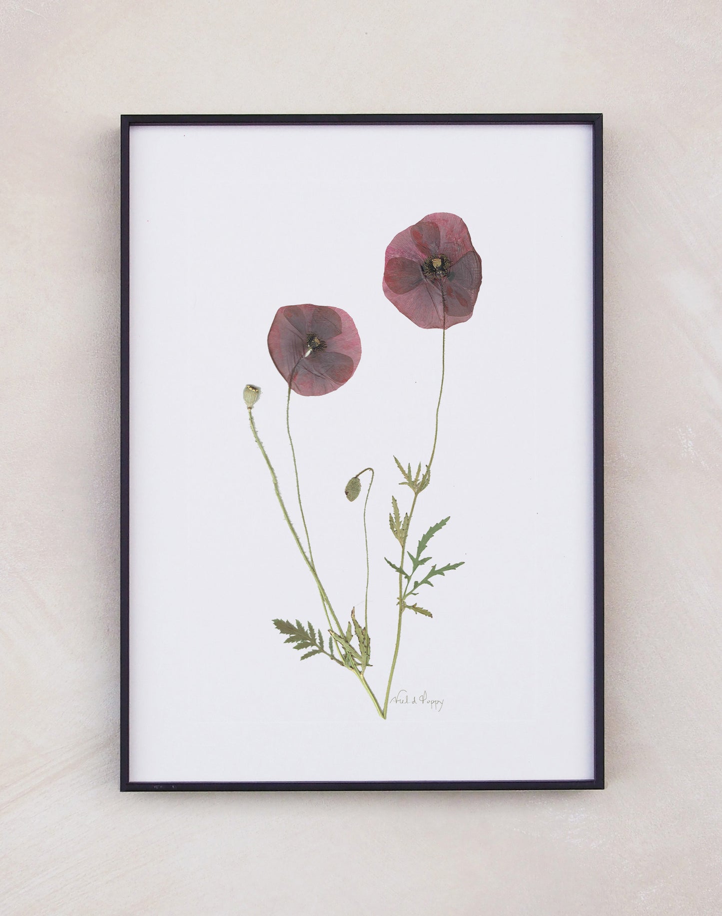 Field Poppy