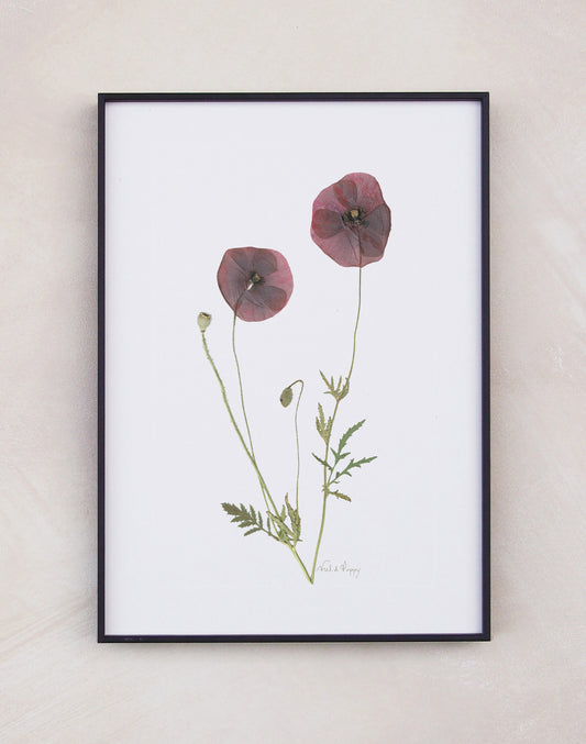 Field Poppy