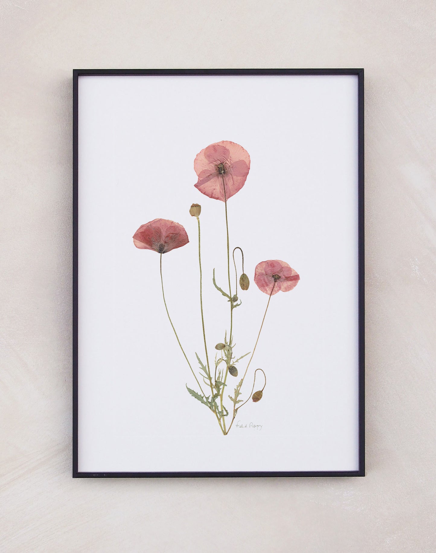 Field Poppy