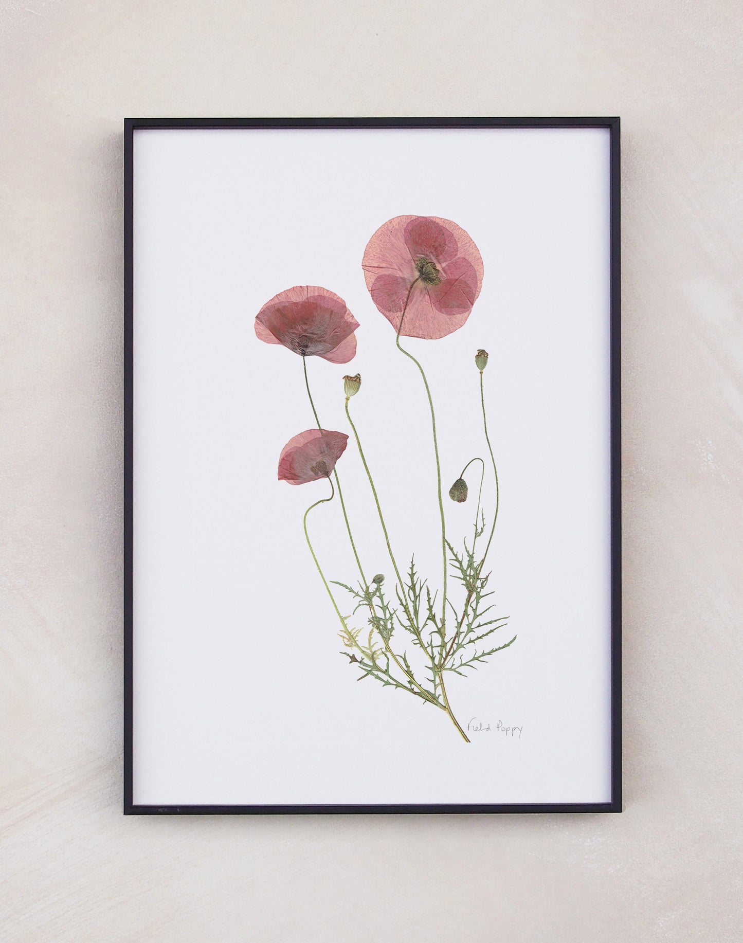 Field Poppy