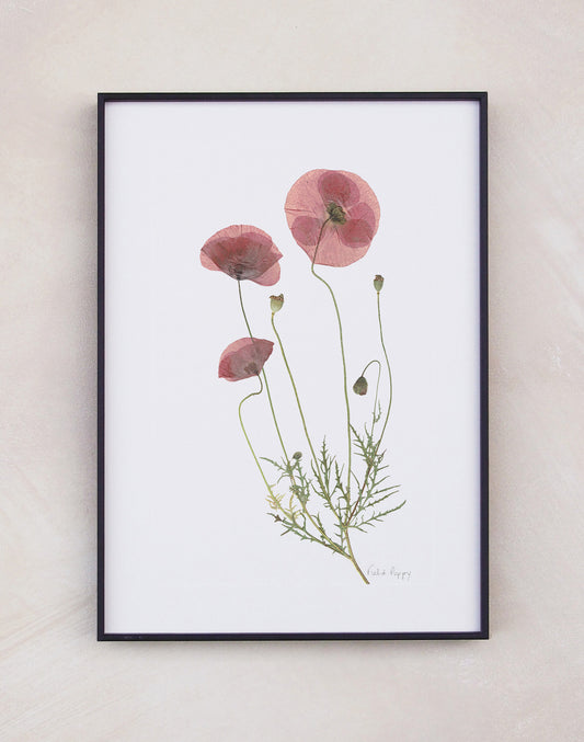 Field Poppy