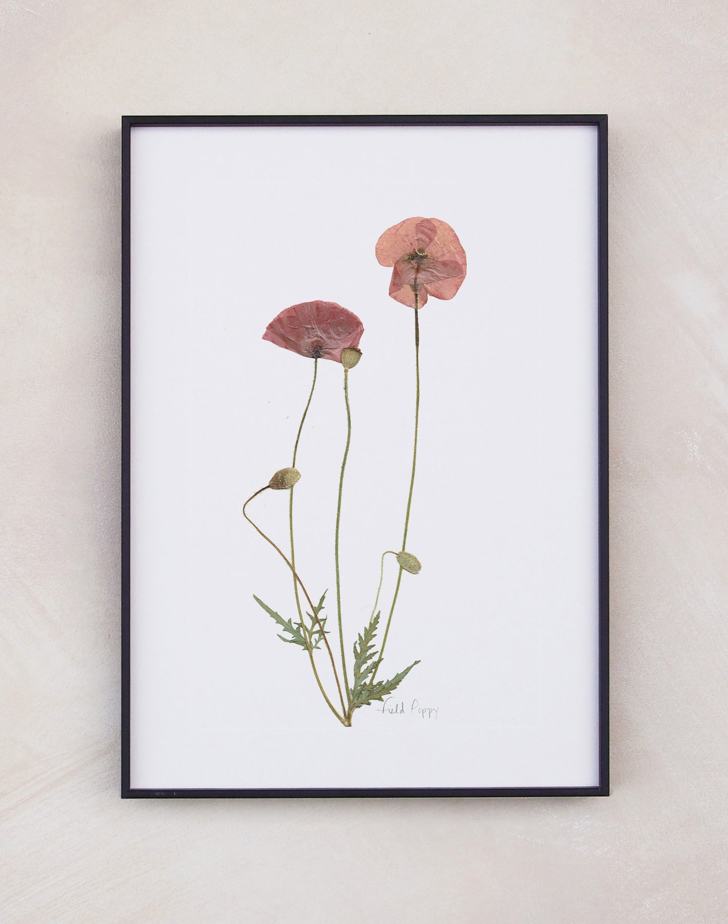 Field Poppy