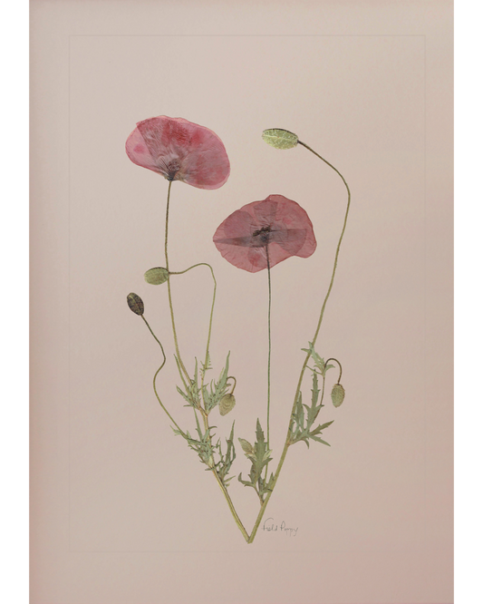 Field Poppy