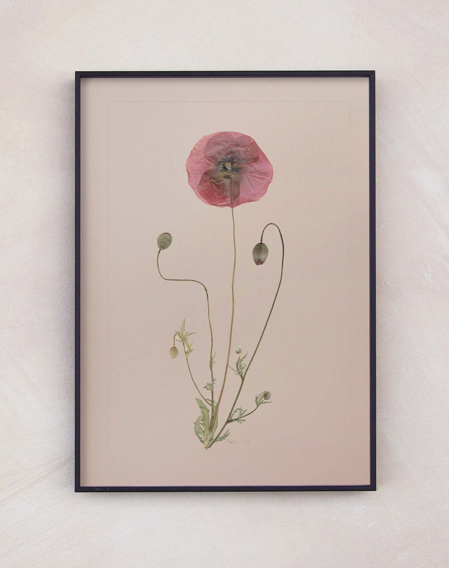 Field Poppy