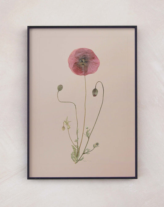 Field Poppy