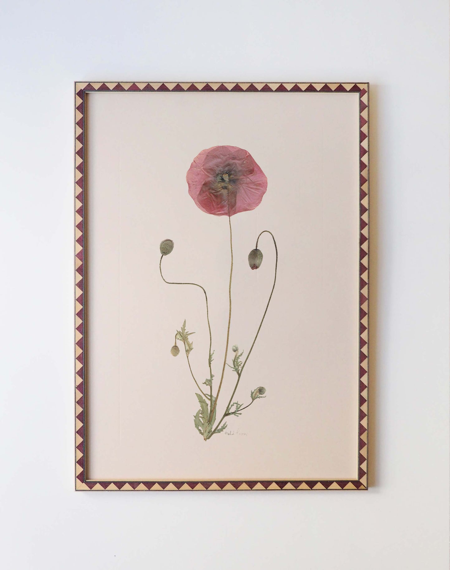 Field Poppy