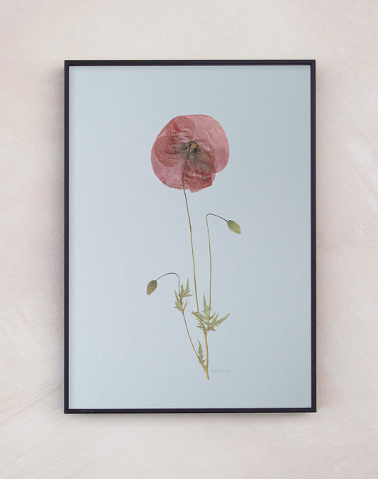 Field Poppy