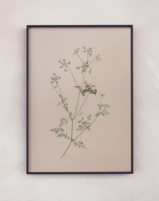 Fool's Parsley