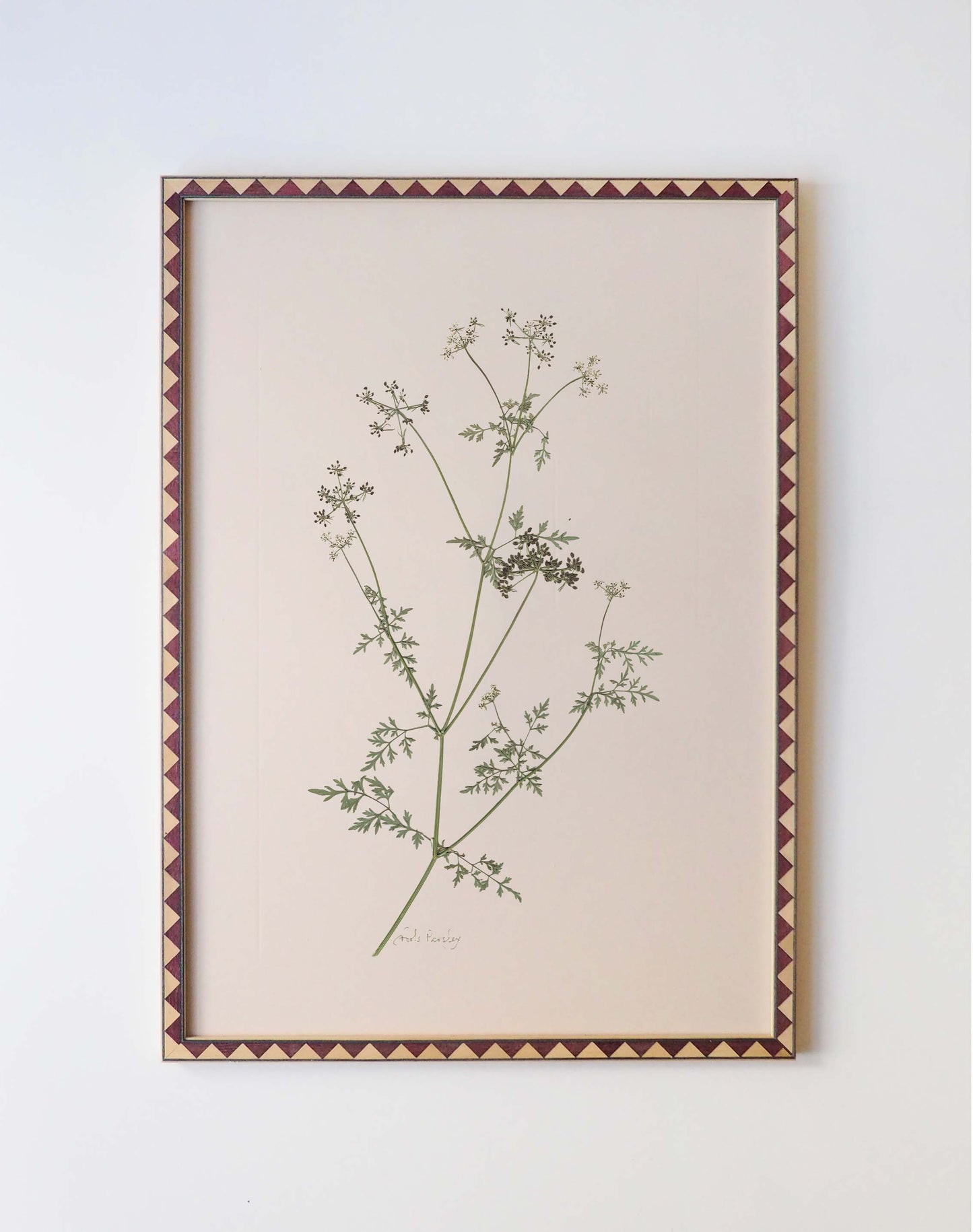 Fools Parsley