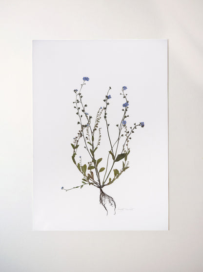 Forget Me Not Print