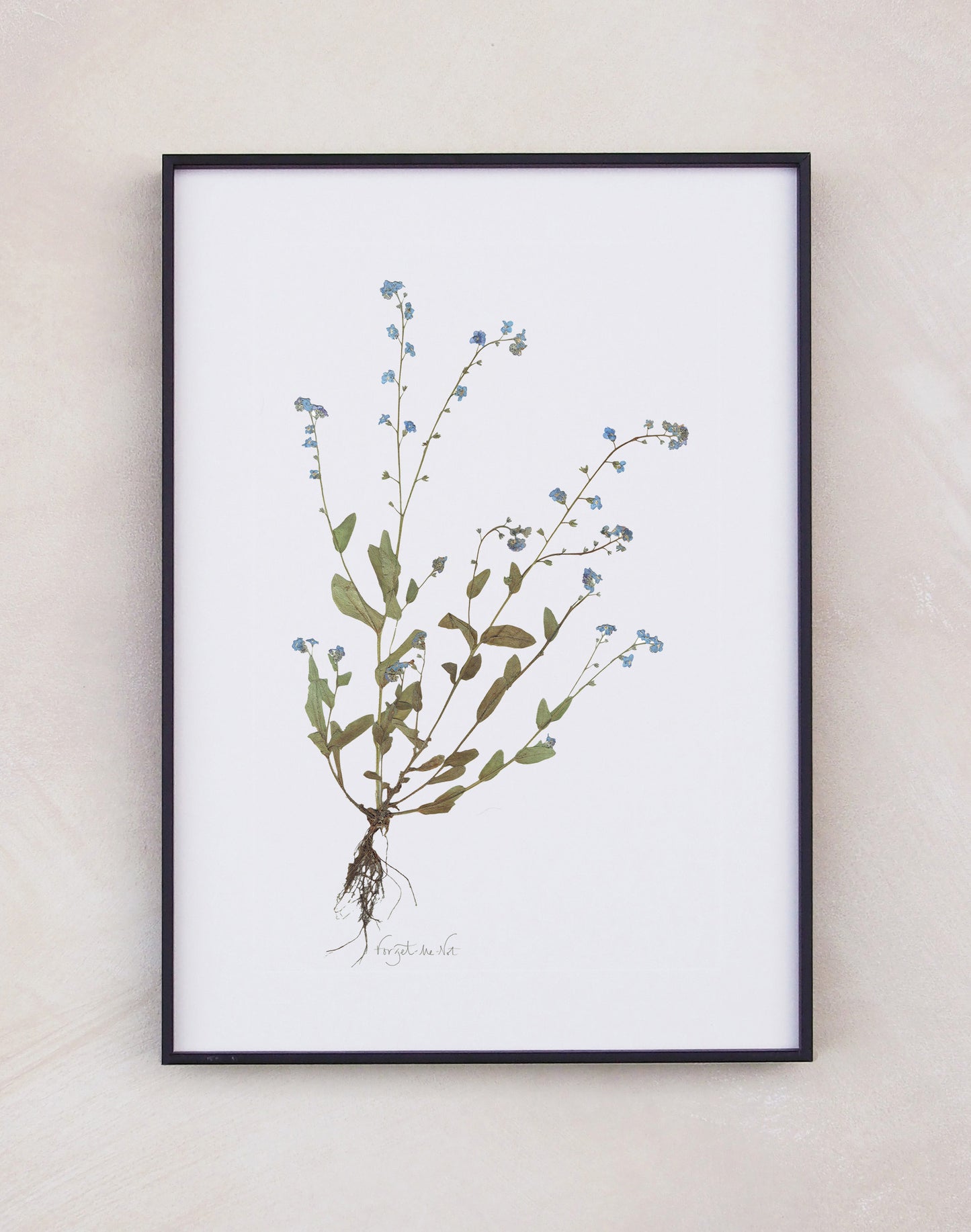 Forget-Me-Not