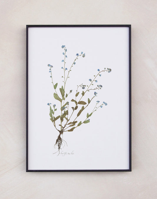 Forget-Me-Not