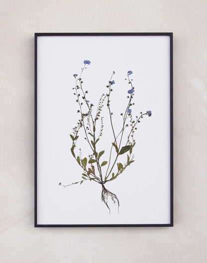 Forget Me Not Print