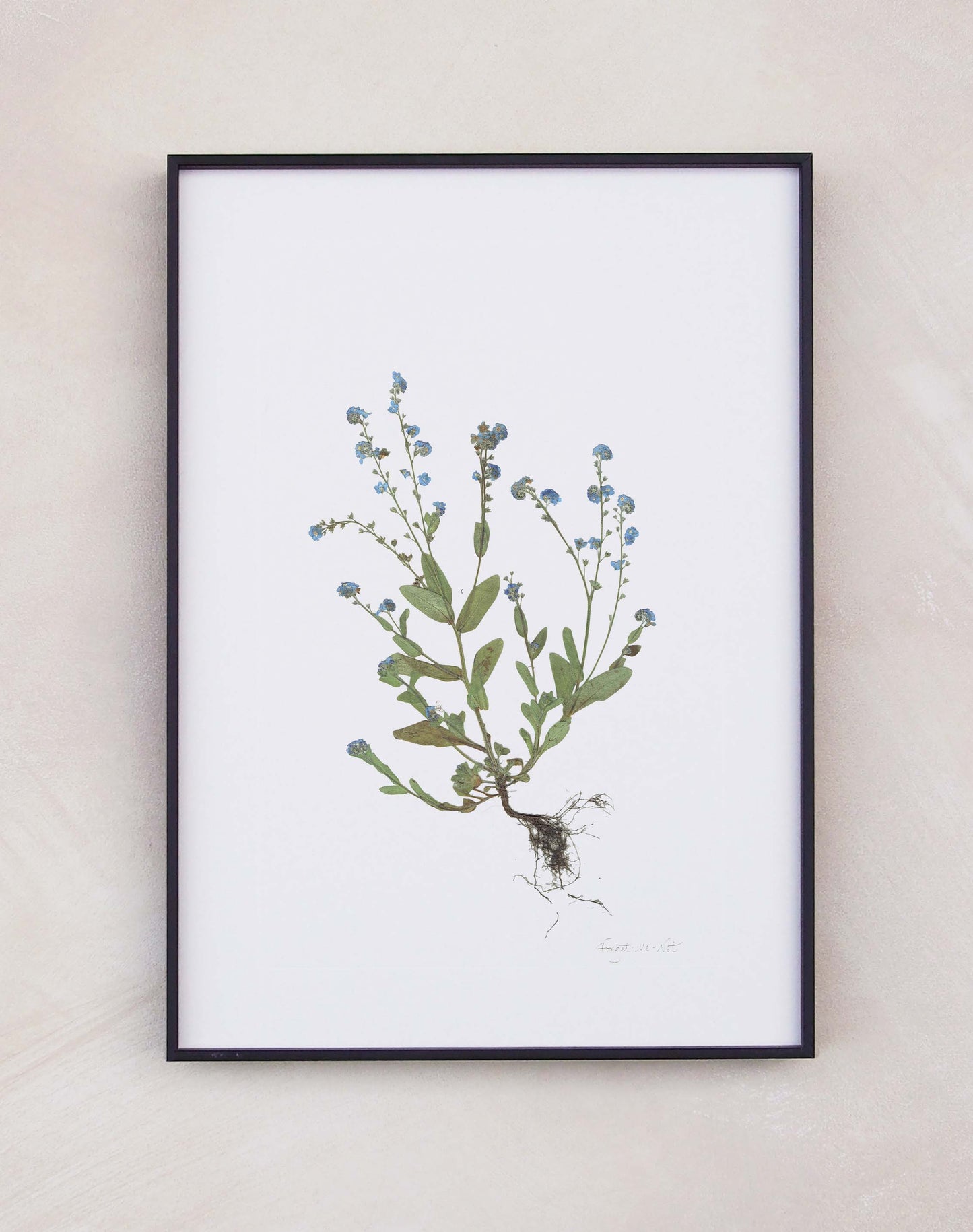Forget-me-nots