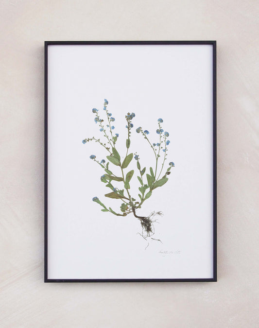 Forget-me-nots