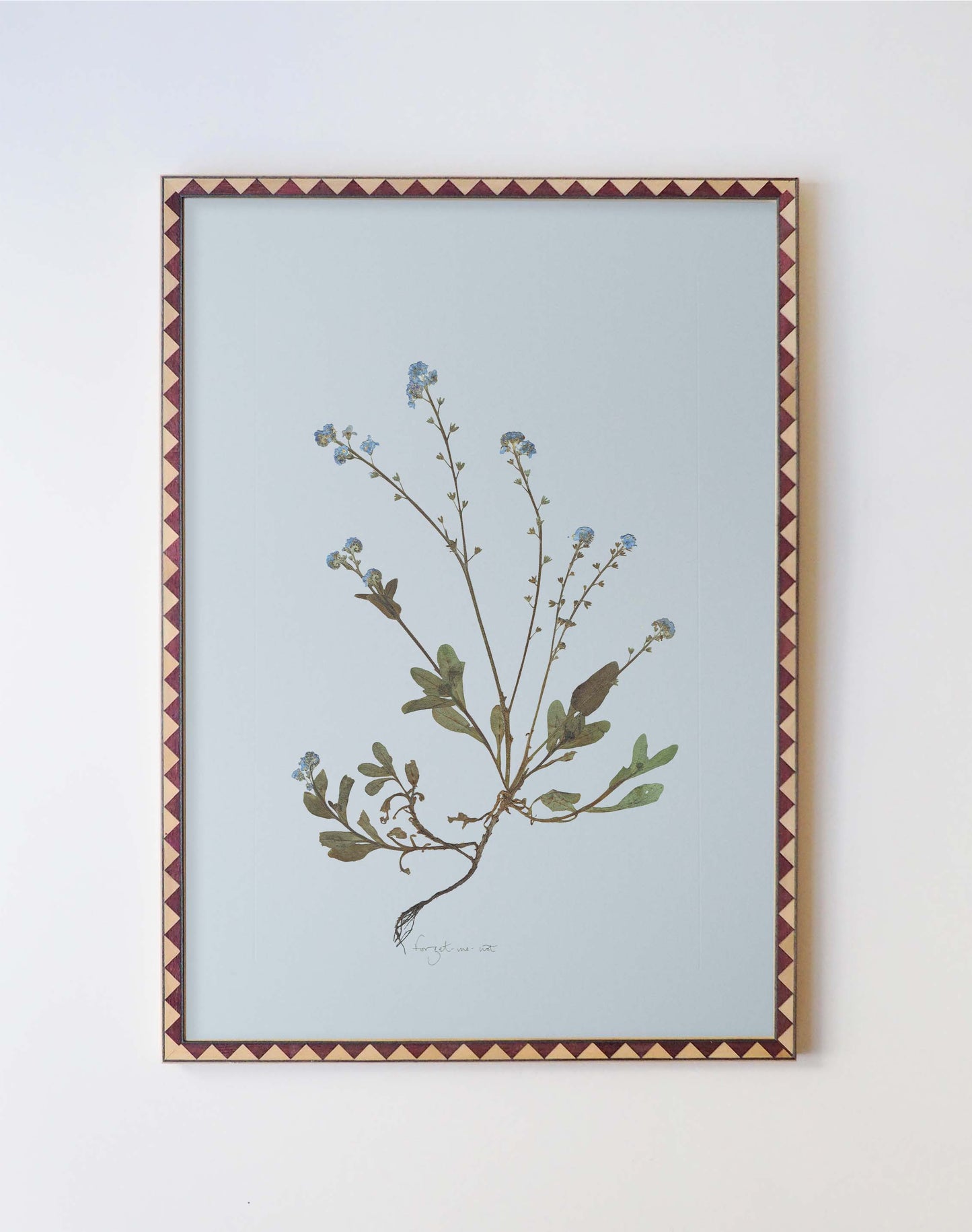 Forget-Me-Not